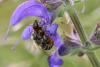Osmia aurulenta